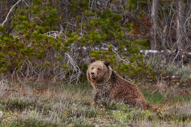 Grand Teton Half Day Tour - Snake River Overlook and the classic Teton view