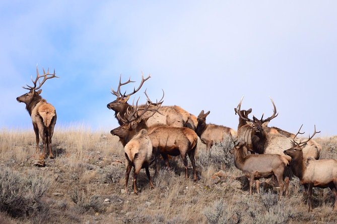 Grand Teton Wildlife Safari in a Enclosed or Open-Air Vehicle (season dependent) - What the $159 price really includes