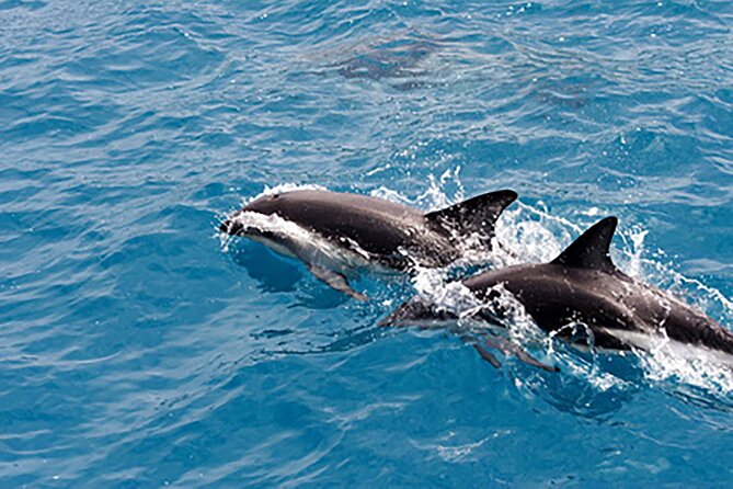 Guaranteed Dolphin Sighting Tour on Tropics Boat Tours - What the 1-hour-45-minute cruise feels like