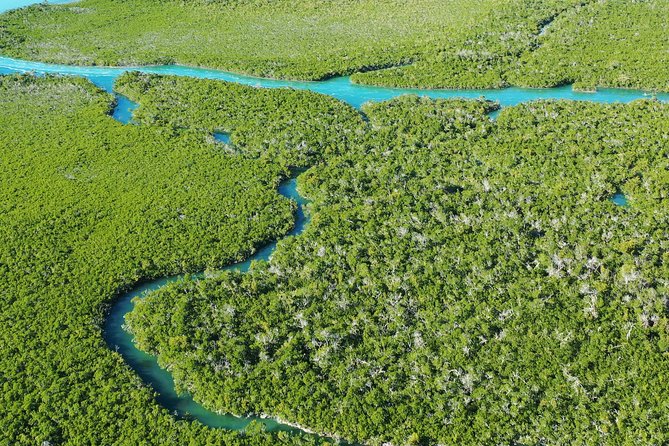 Guided Clear Kayak Eco-Tour Near Key West - What the guides add to the trip