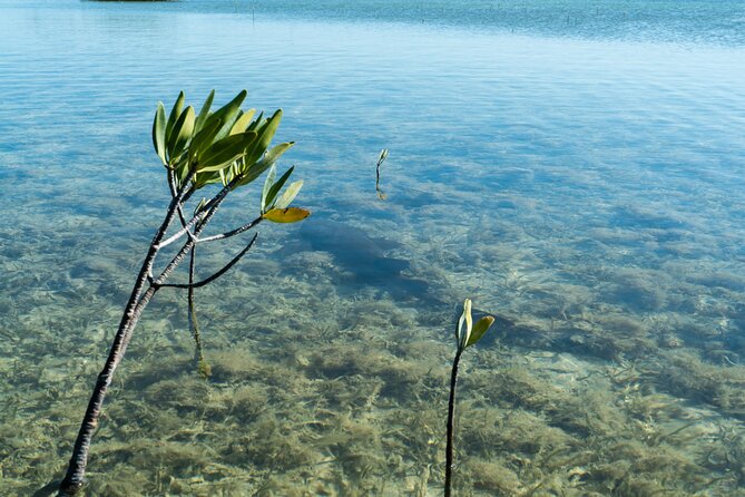 Guided Clear Kayak Eco-Tour Near Key West - Is $79 a fair price?