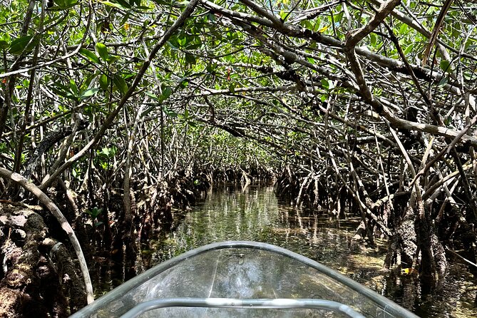 Guided Clear Kayak Eco-Tour Near Key West - Practical preparation for a better outing