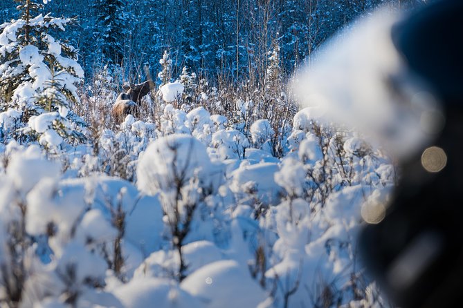 Guided Fairbanks Snowmobile Tour - One or two riders on a comfortable Ski-Doo