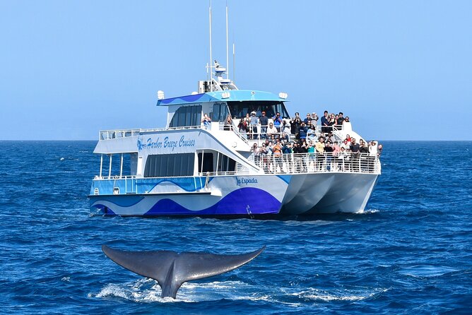 Guided Whale Watching Tour from Long Beach - From Aquarium Way to the open Pacific