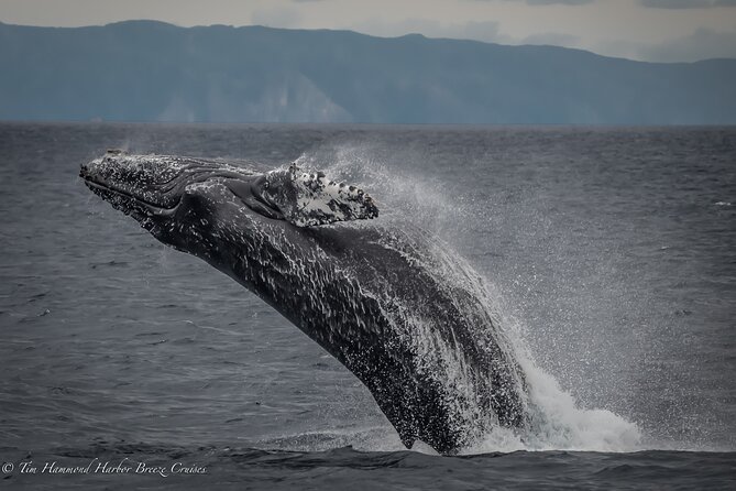 Guided Whale Watching Tour from Long Beach - The boat, seating, and comfort