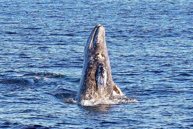 Guided Whale Watching Tour from Long Beach - Choosing your time and preparing for the water