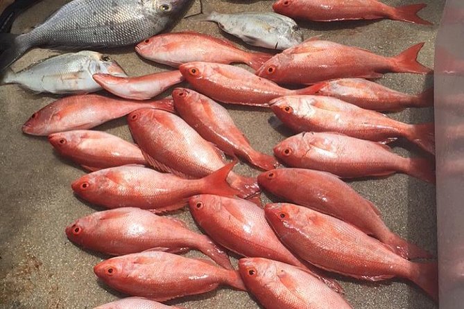 Half-Day Fishing Trip in Fort Lauderdale - Four hours offshore from Hollywood Beach