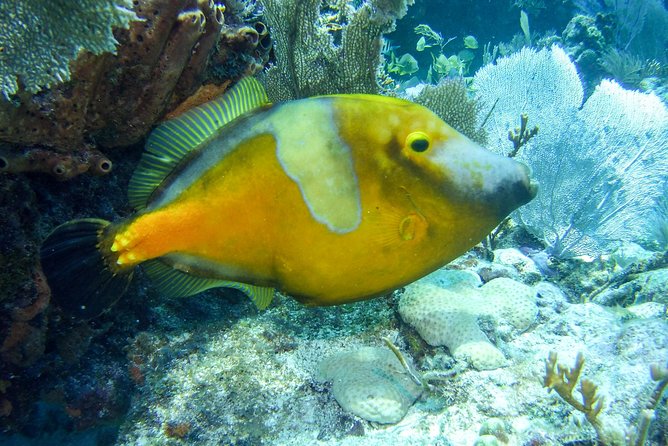 Half Day Snorkel Trip on Reefs in the Florida Keys - Is $75 a fair price?