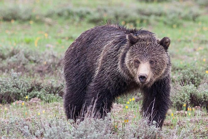 Half-Day Wildlife Safari Tour in Grand Teton National Park - Key points to know before booking
