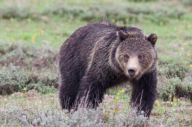 Half-Day Wildlife Safari Tour in Grand Teton National Park - Grand Teton National Park supplies the big views