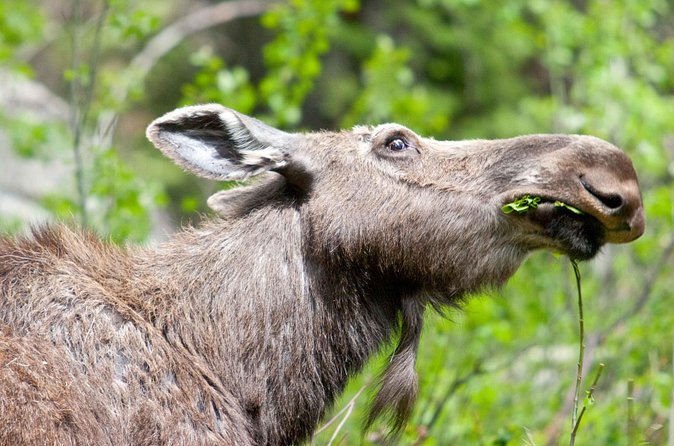 Half-Day Wildlife Safari Tour in Grand Teton National Park - Mormon Row adds human history to the animal search
