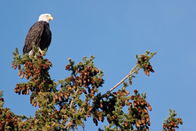 Half-Day Wildlife Safari Tour in Grand Teton National Park - The Jackson Hole visitor center closes the circle