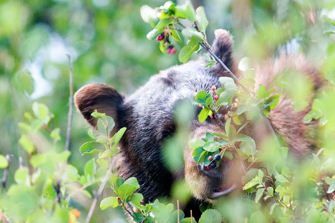 Half-Day Wildlife Safari Tour in Grand Teton National Park - Your guide is the difference between a drive and a safari
