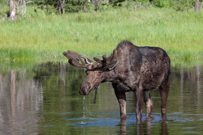 Half-Day Wildlife Safari Tour in Grand Teton National Park - Moose Wilson Road is built for patient searching