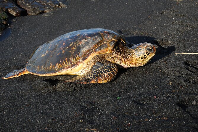 Hilo Shore Excursion: Volcanoes National Park & Black Sand Beach - Timing, group size, and what to bring