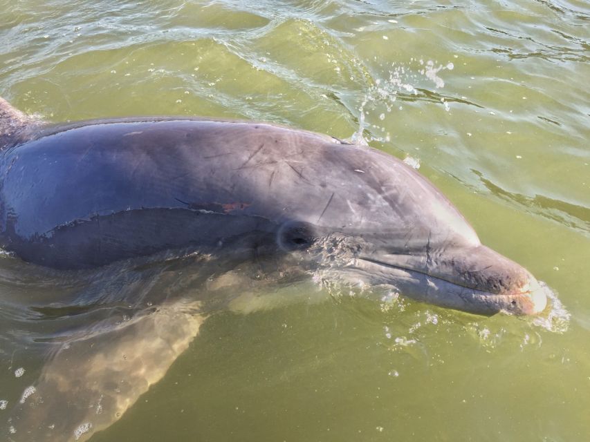 Hilton Head Island: Daytime Dolphin Watching Boat Tour - Why this Hilton Head boat ride works
