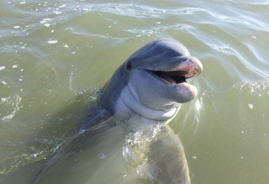 Hilton Head Island: Daytime Dolphin Watching Boat Tour - Setting out through Hilton Head’s waterways
