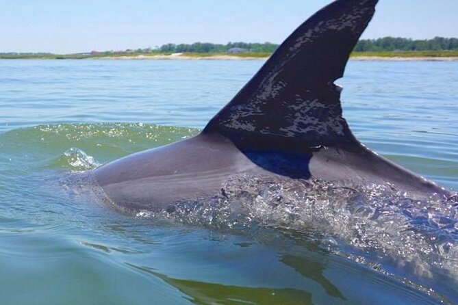 Hilton Head Island Dolphin Boat Cruise - Why this Hilton Head cruise works so well