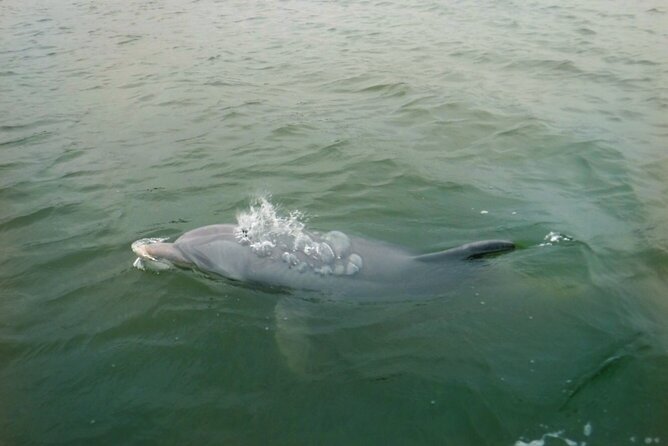 Hilton Head Island Dolphin Boat Cruise - Broad Creek and the first wildlife search