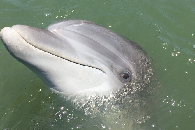 Hilton Head Island Dolphin Boat Cruise - What the crew adds to the experience