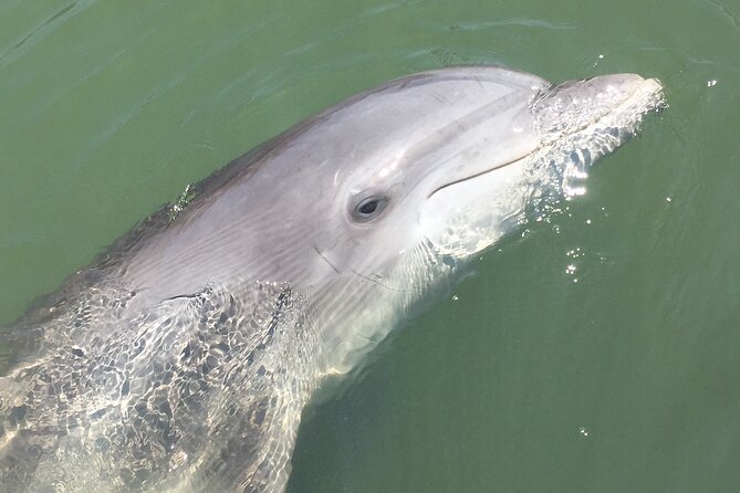 Hilton Head Island Dolphin Boat Cruise - Is the $39.99 price good value?