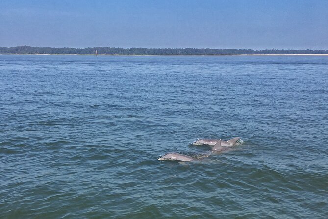 Hilton Head Island Dolphin Boat Cruise - Leaving from Palmetto Bay Marina