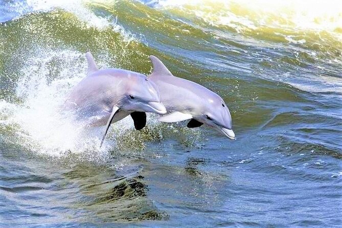 Hilton Head Island Ocean Dolphin Cruise - Key points to know before you book