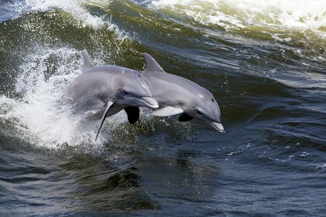 Hilton Head Island Ocean Dolphin Cruise - A gentle cruise with dolphins at the center