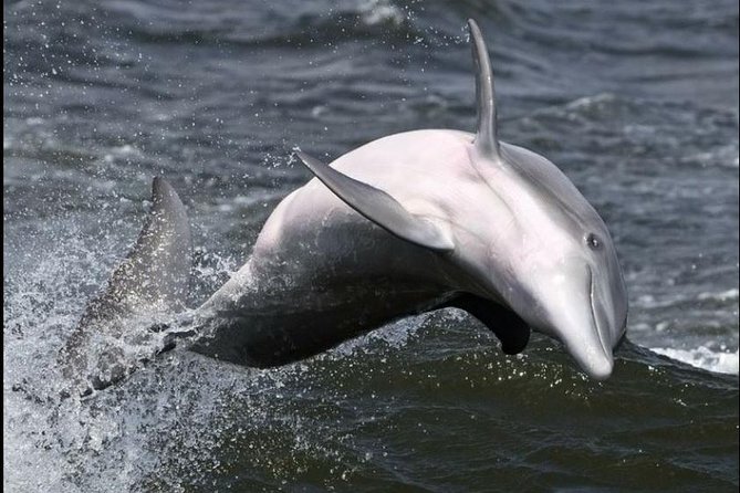 Hilton Head Island Ocean Dolphin Cruise - Who will enjoy this cruise most?