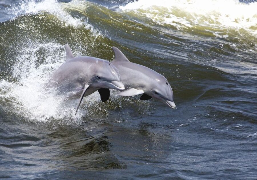 Hilton Head Island: Sunset Dolphin Cruise - Seating, wind, and what to wear