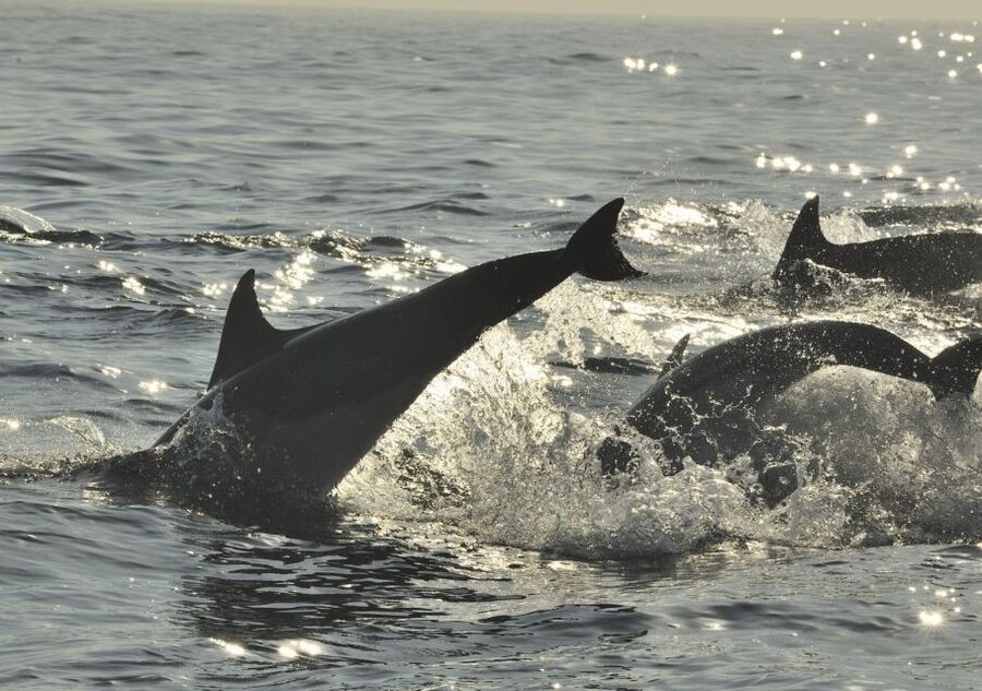 Hilton Head Island: Sunset Dolphin Cruise - Who will enjoy this most?