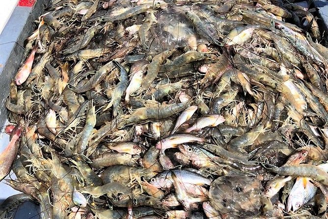 Hilton Head Shrimp Trawling Boat Cruise - Sorting shrimp, fish, and the unexpected catch