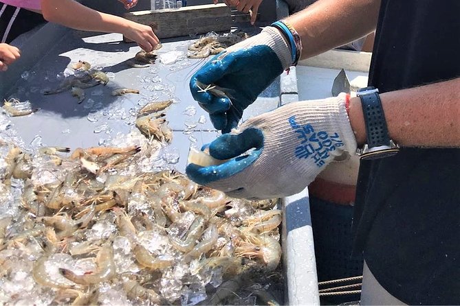 Hilton Head Shrimp Trawling Boat Cruise - Wildlife and Harbour Town views