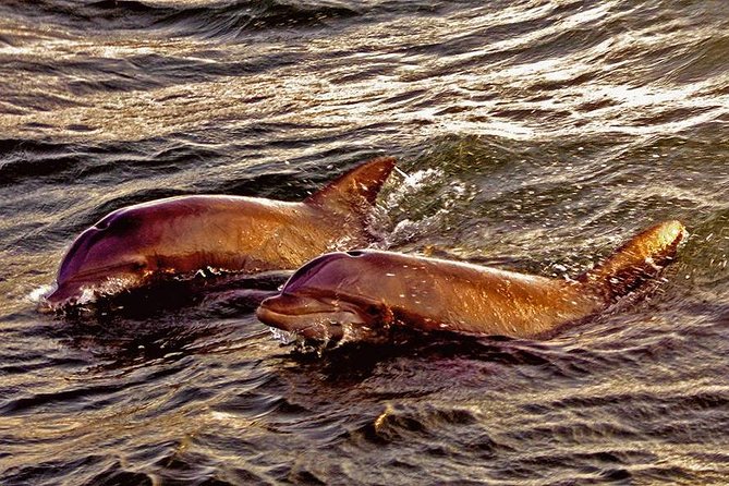 Hilton Head Sunset Dolphin Watching Cruise - Narration That Connects Wildlife and Local Life