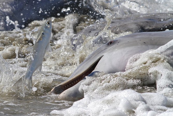 Hilton Head Sunset Dolphin Watching Cruise - What Happens During the 90 Minutes