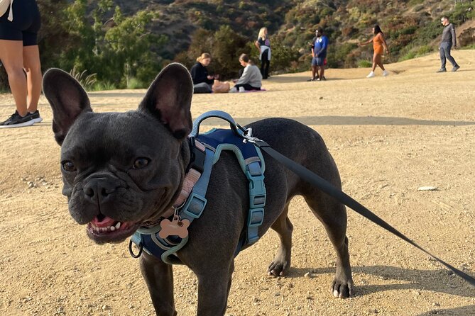 Hollywood Sign 2.5-Hour Tour with Comedians and Their Dogs - How difficult is the full hike?