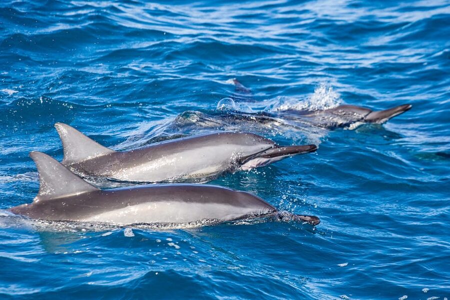 Honolulu: Glass Bottom Boat Tour along Oahu's South Shore - Guides Make a Short Ride Feel Like More