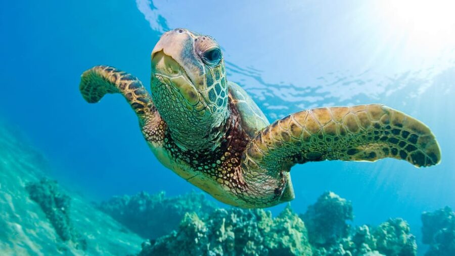 Honolulu: Glass Bottom Boat Tour along Oahu's South Shore - Should You Book the Honolulu Glass Bottom Boat?