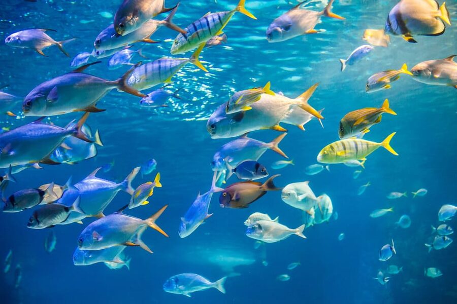 Honolulu: Glass Bottom Boat Tour along Oahu's South Shore - Reefs, Fish, and a Hawaii Shipwreck