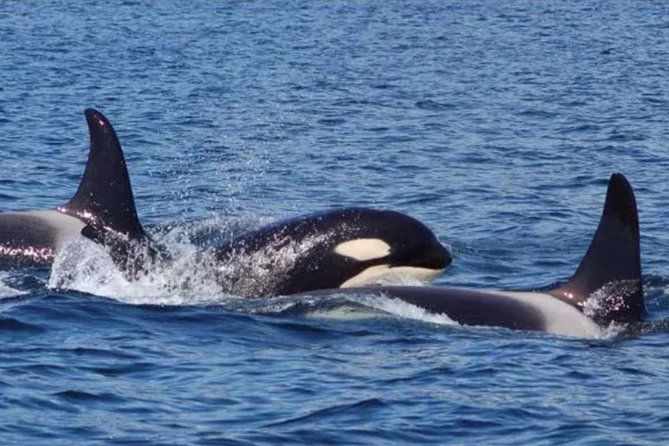 Hoonah Whale-Watching Cruise - Near Icy Strait Point - Why Hoonah is a strong whale-watching base