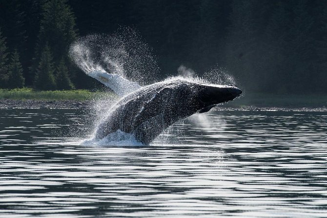 Hoonah Whale-Watching Cruise - Near Icy Strait Point - From Icy Strait Point to the boat in Hoonah