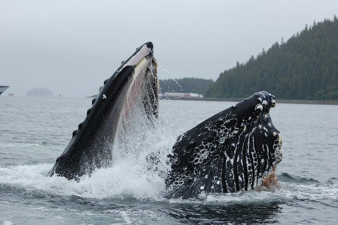 Hoonah Whale-Watching Cruise - Near Icy Strait Point - Orcas and other wildlife beyond the humpbacks