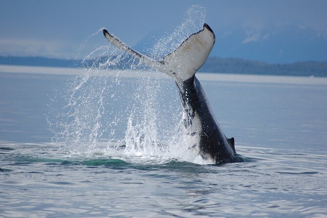 Hoonah Whale-Watching Cruise - Near Icy Strait Point - Guides, stories, and the human side of the trip
