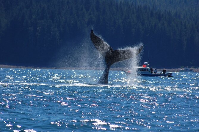 Hoonah Whale-Watching Cruise - Near Icy Strait Point - Is $225 a fair price?