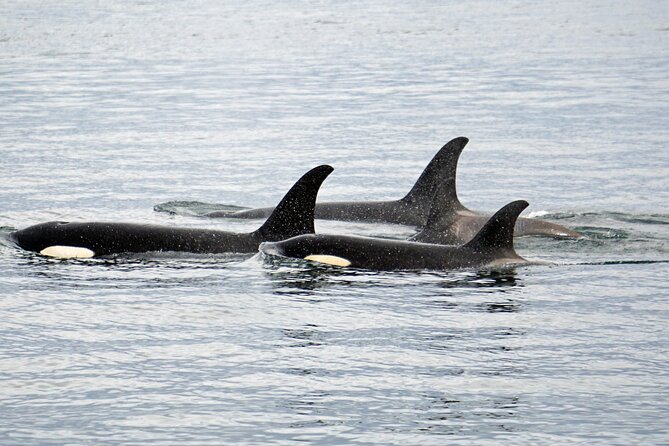 Hoonah Whale-Watching Cruise - Near Icy Strait Point - Timing, return plans, and practical limits