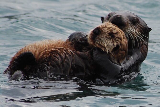 Hoonah Whale-Watching Cruise - Near Icy Strait Point - Who will enjoy this whale watch most