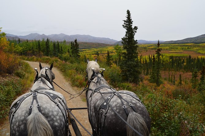 Horse-Drawn Covered Wagon Ride with Backcountry Dining - A covered wagon ride beside Denali