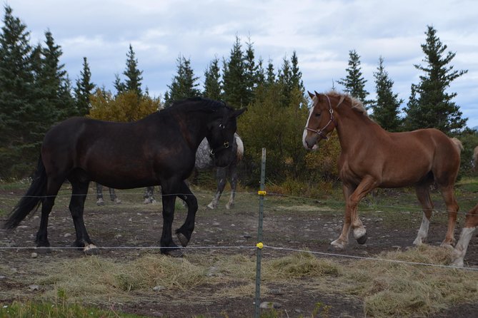 Horse-Drawn Covered Wagon Ride with Backcountry Dining - Meeting the horses after lunch