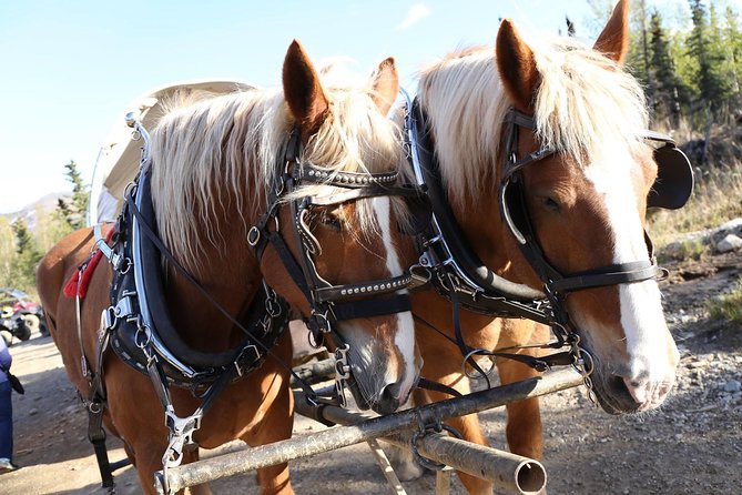 Horse-Drawn Covered Wagon Ride with Backcountry Dining - What the $112.25 price includes