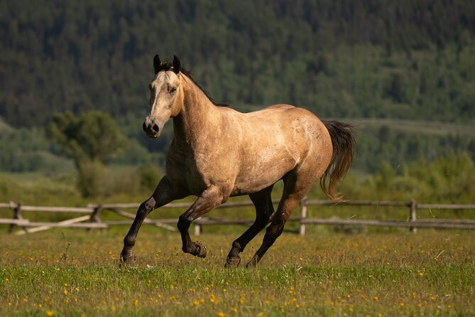Horseback Riding with Grand Teton Views in Jackson Hole - Who should book this Jackson Hole ride?